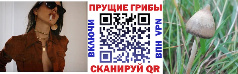 где найти наркотики  OMG зеркало  Псилоцибиновые грибы прущие грибы  Сертолово 